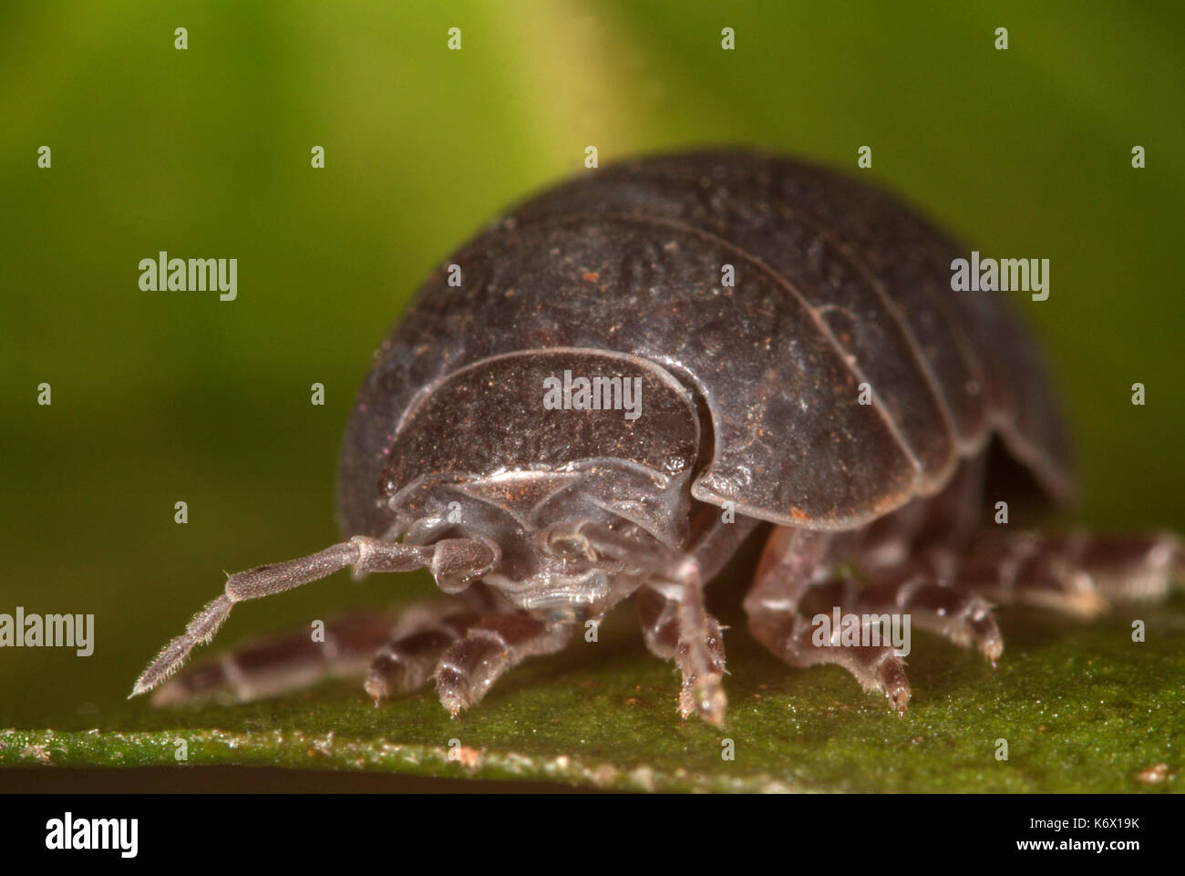 Píldora o woodlice pillbug, Armadillidium vulgare, cerca mostrando el rostro, antenas y ojos pequeños, piernas, macro, bicho común Foto de stock