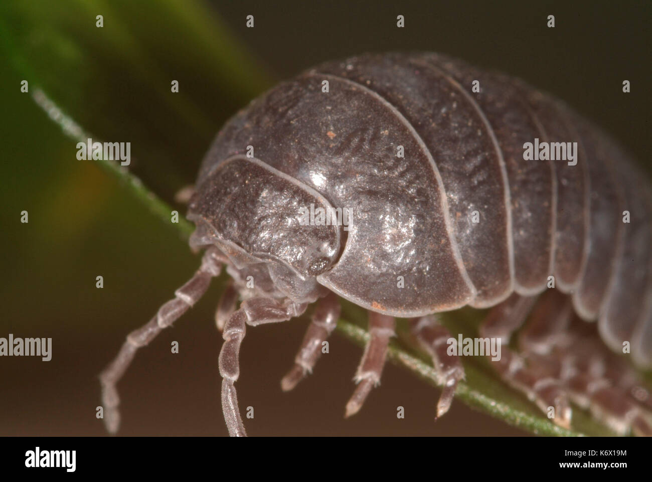 Píldora o woodlice pillbug, Armadillidium vulgare, cerca mostrando el rostro, antenas y ojos pequeños, piernas, macro, bicho común Foto de stock