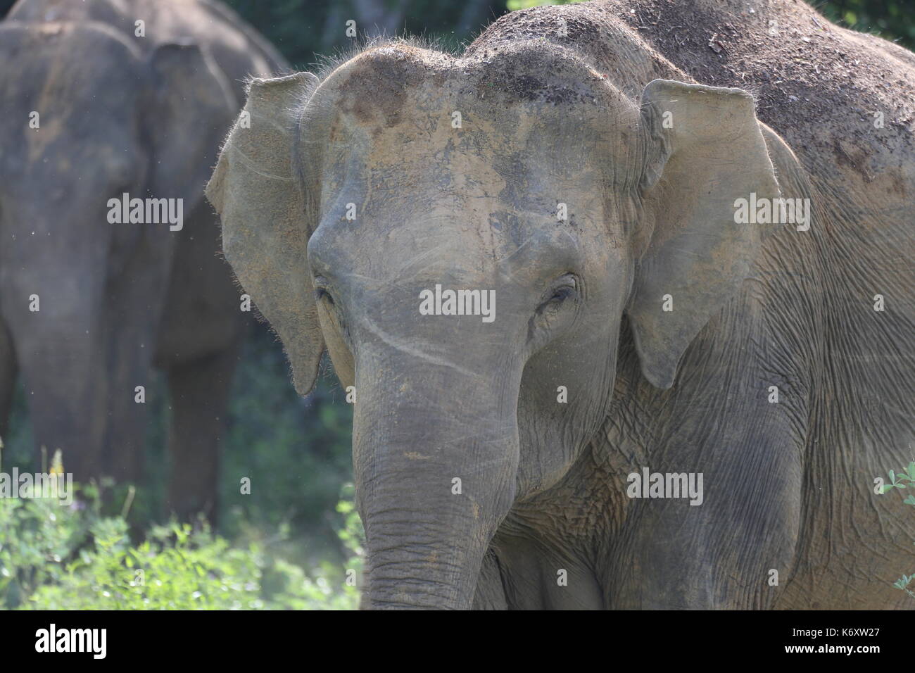 Parque Nacional Kaudulla salvajes, elefantes de Sri Lanka, Asia Foto de stock