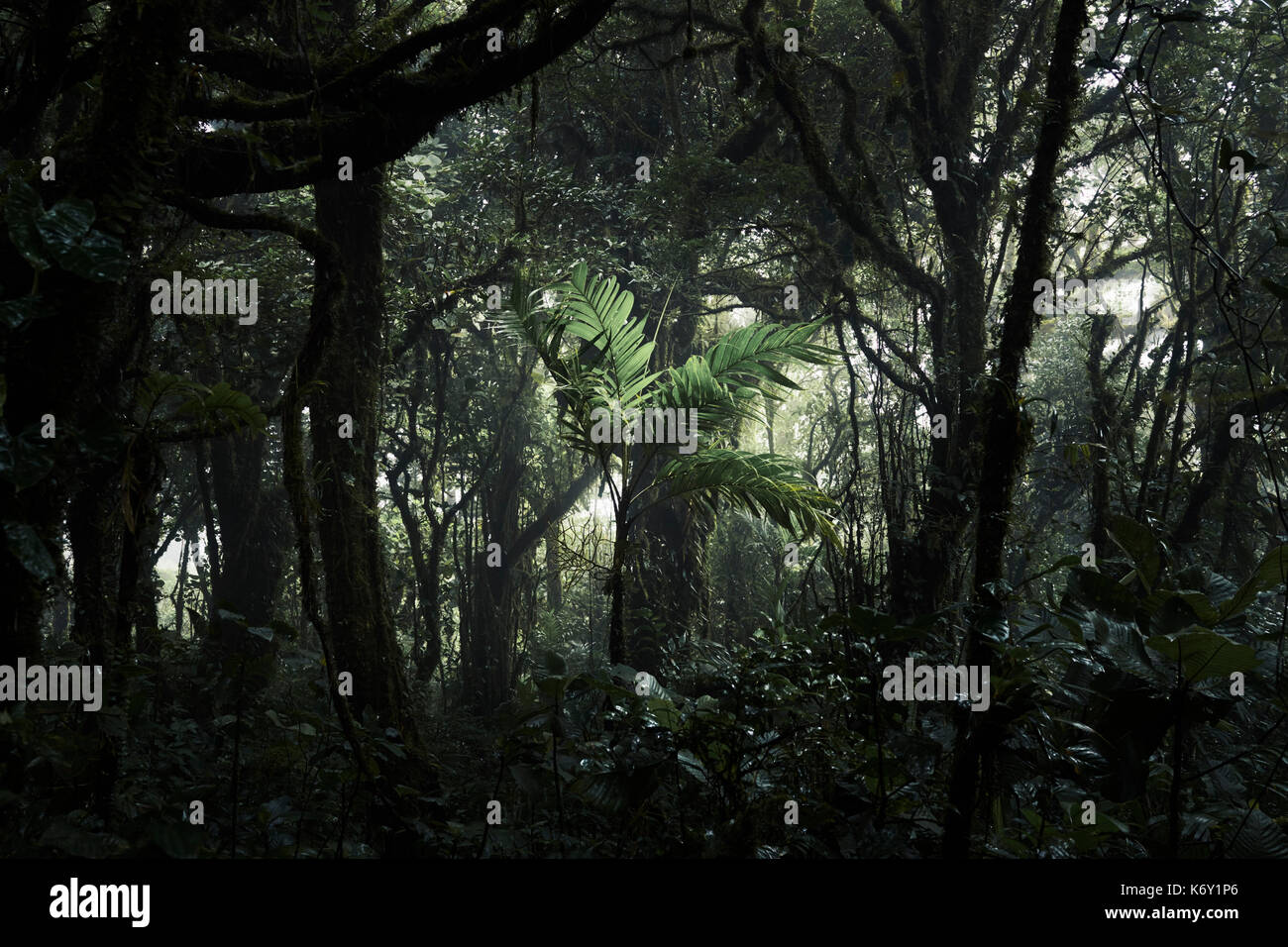 Planta verde en la selva del bosque nuboso de Monteverde, Costa Rica Foto de stock