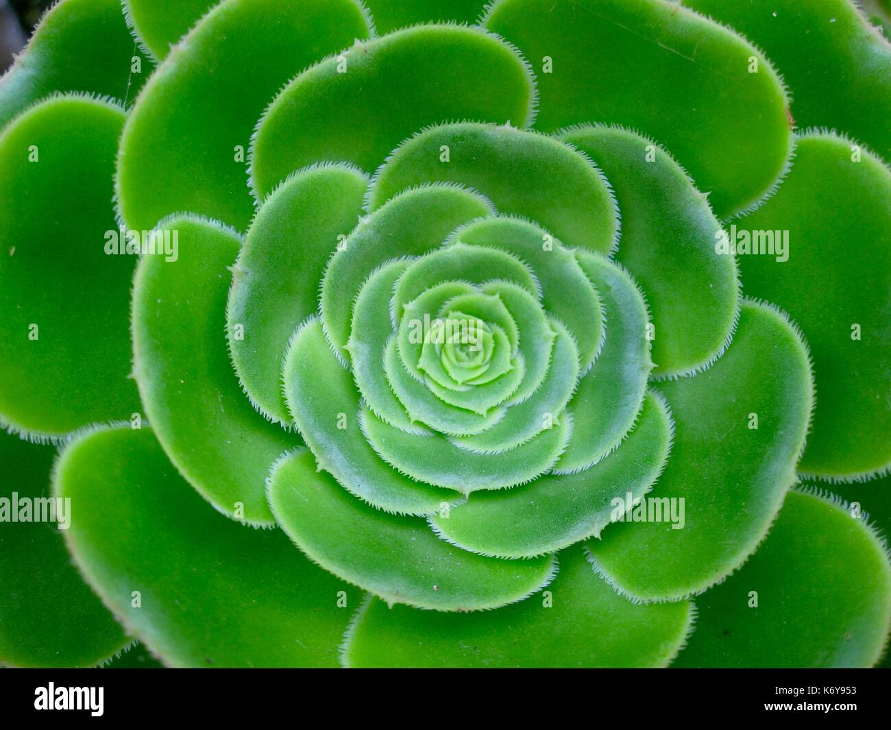 Flora portuguesa, flor, planta Foto de stock