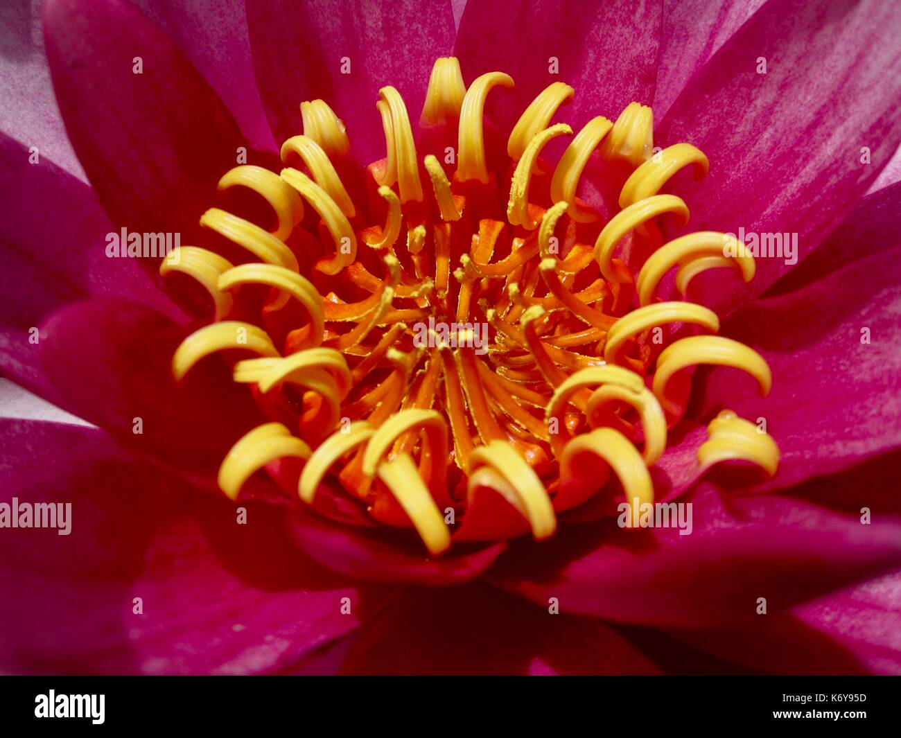 Flora portuguesa, flor, planta Foto de stock