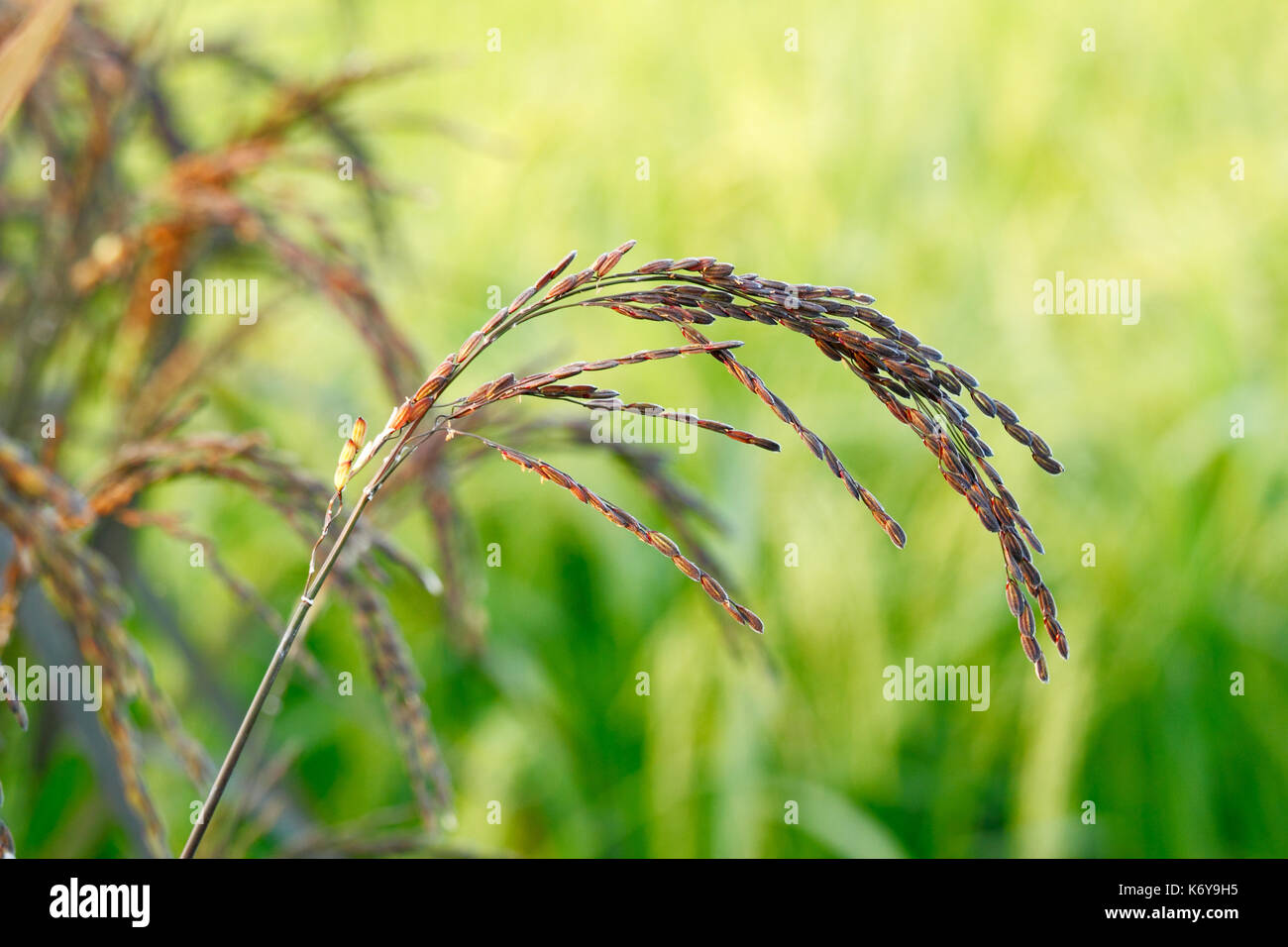 Los jóvenes negros de arroz arroz glutinoso (púrpura) con antecedentes de campo Foto de stock