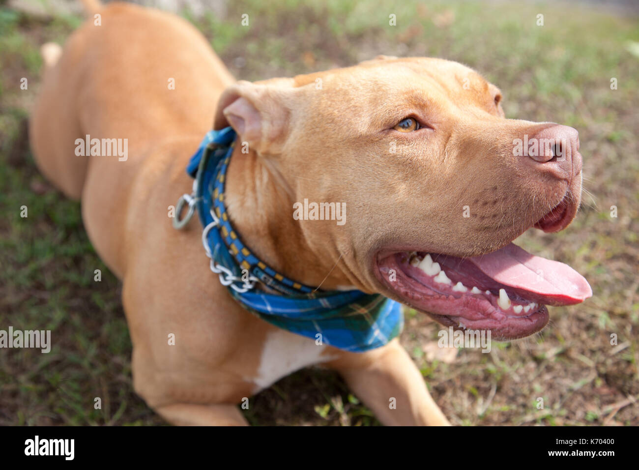Pitbull Marron Fotos E Imagenes De Stock Alamy Pitbull Marron Fotos E Imagenes De Stock Alamy