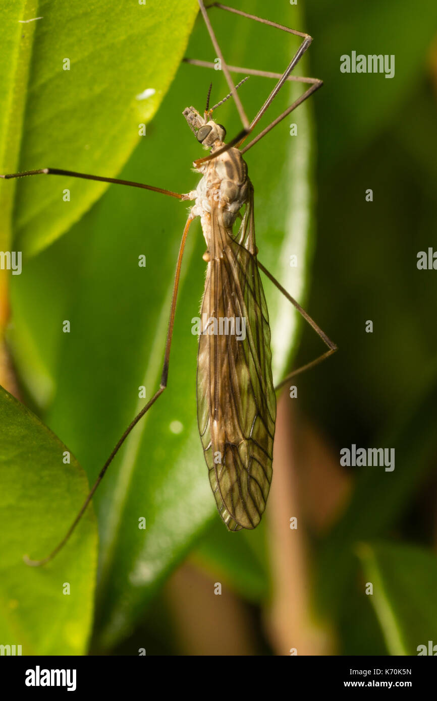 Descansando con las alas contra el cuerpo, Tipula confusa es una pequeña tarde volando UK cranefly Foto de stock