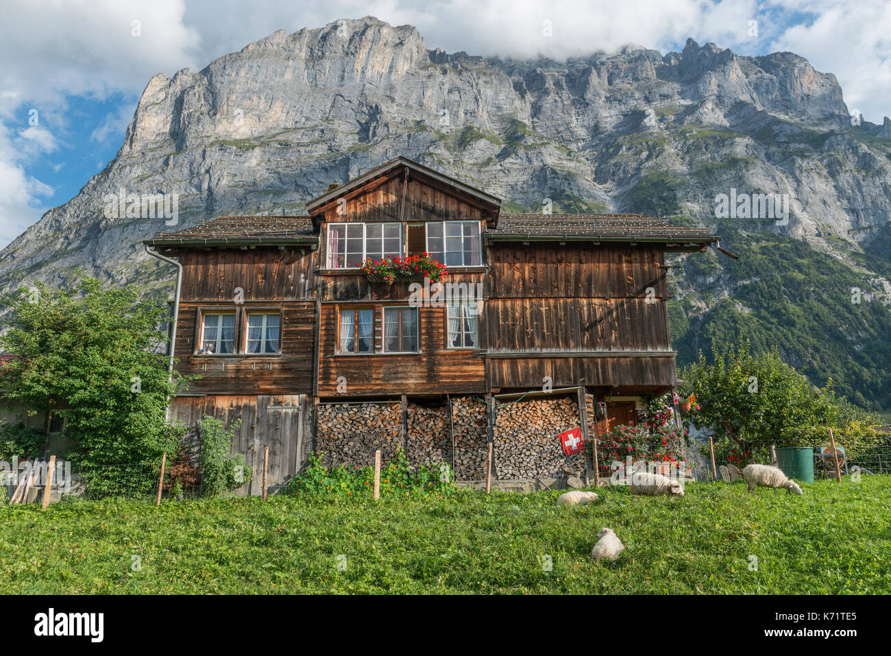 Casa alpina de madera tradicionales con ovejas pastando, Grindelwald, Suiza Foto de stock