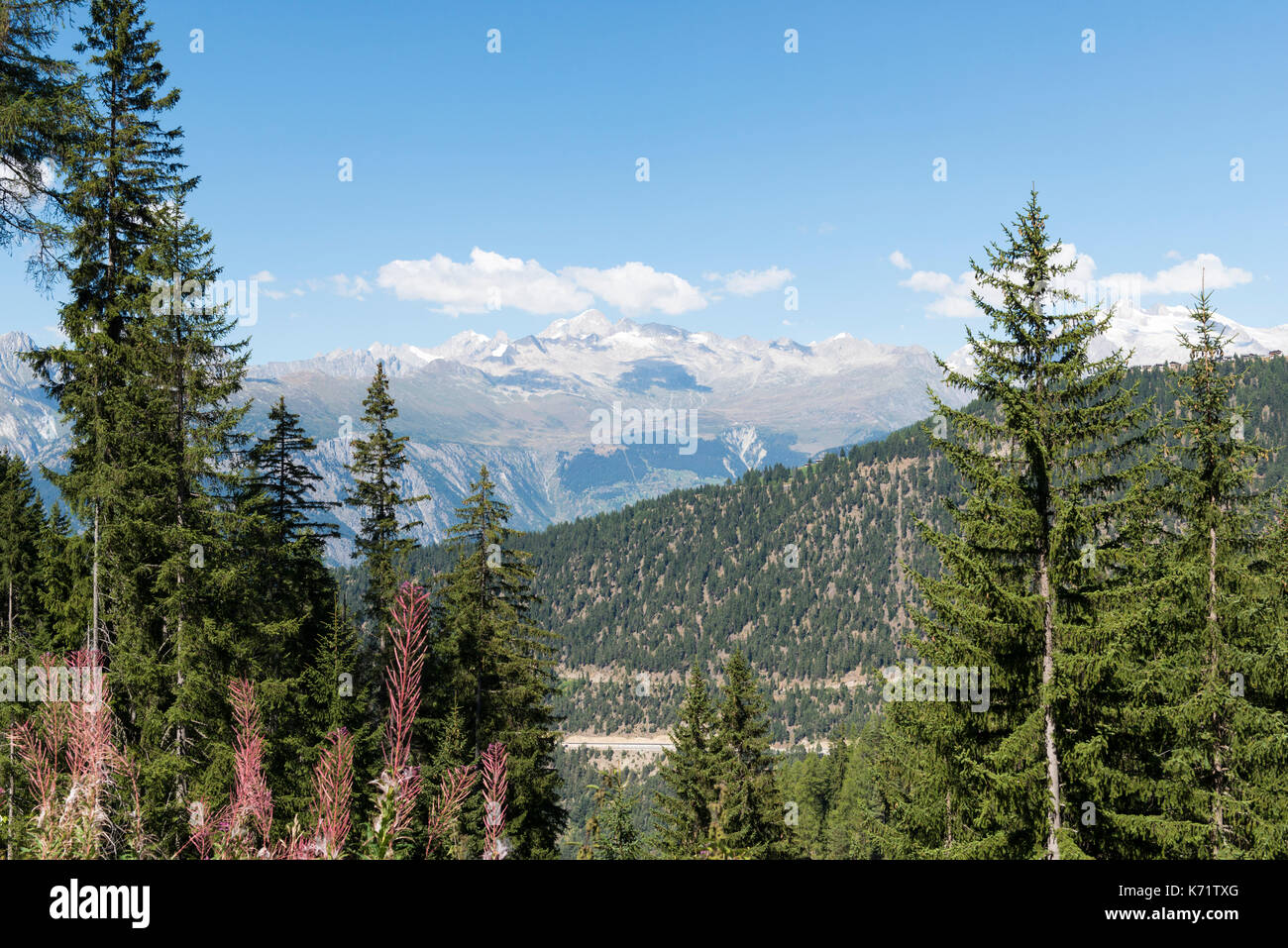 Vista desde simplon pass road, vegetación alpina, Valais, Suiza Foto de stock