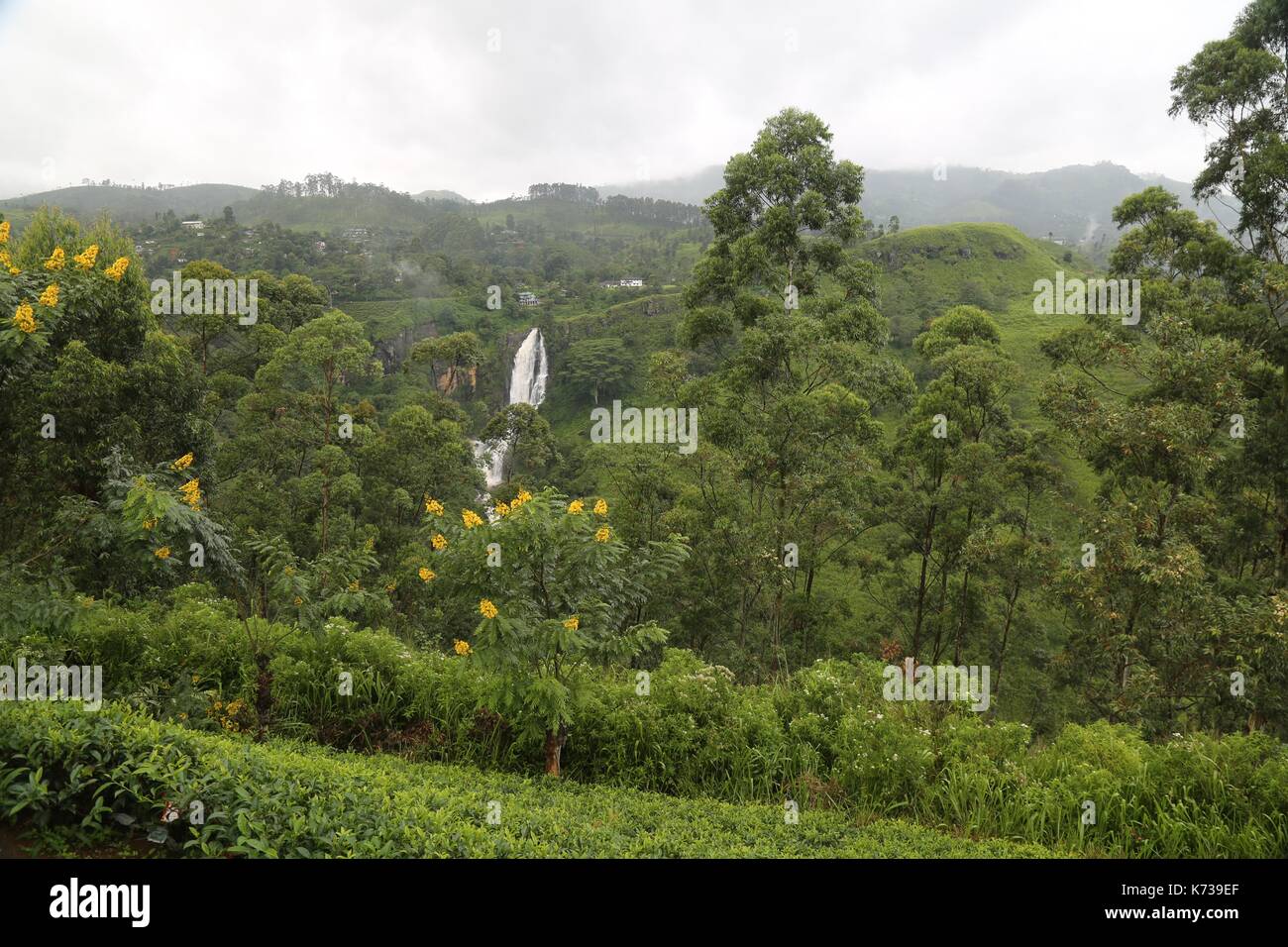 Plantas de té crece sobre una ladera escarpada, cascada, Sir Lanka, Nuwara Eliya, plantación de té Foto de stock