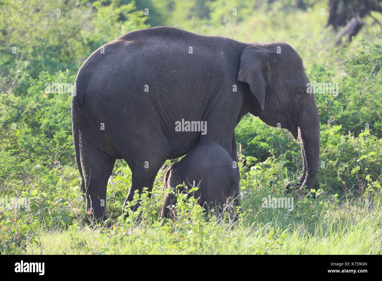 Los elefantes en el Parque Nacional de Kaudulla Foto de stock