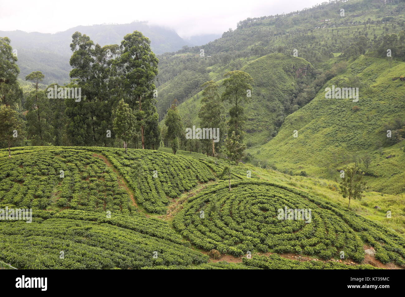 Las plantaciones de té de Sri Lanka, el sudeste asiático, hill country, recolectores, finca de té, café, té, selector de cosecha, té de Ceilán, Desayuno té inglés, agricultura Foto de stock