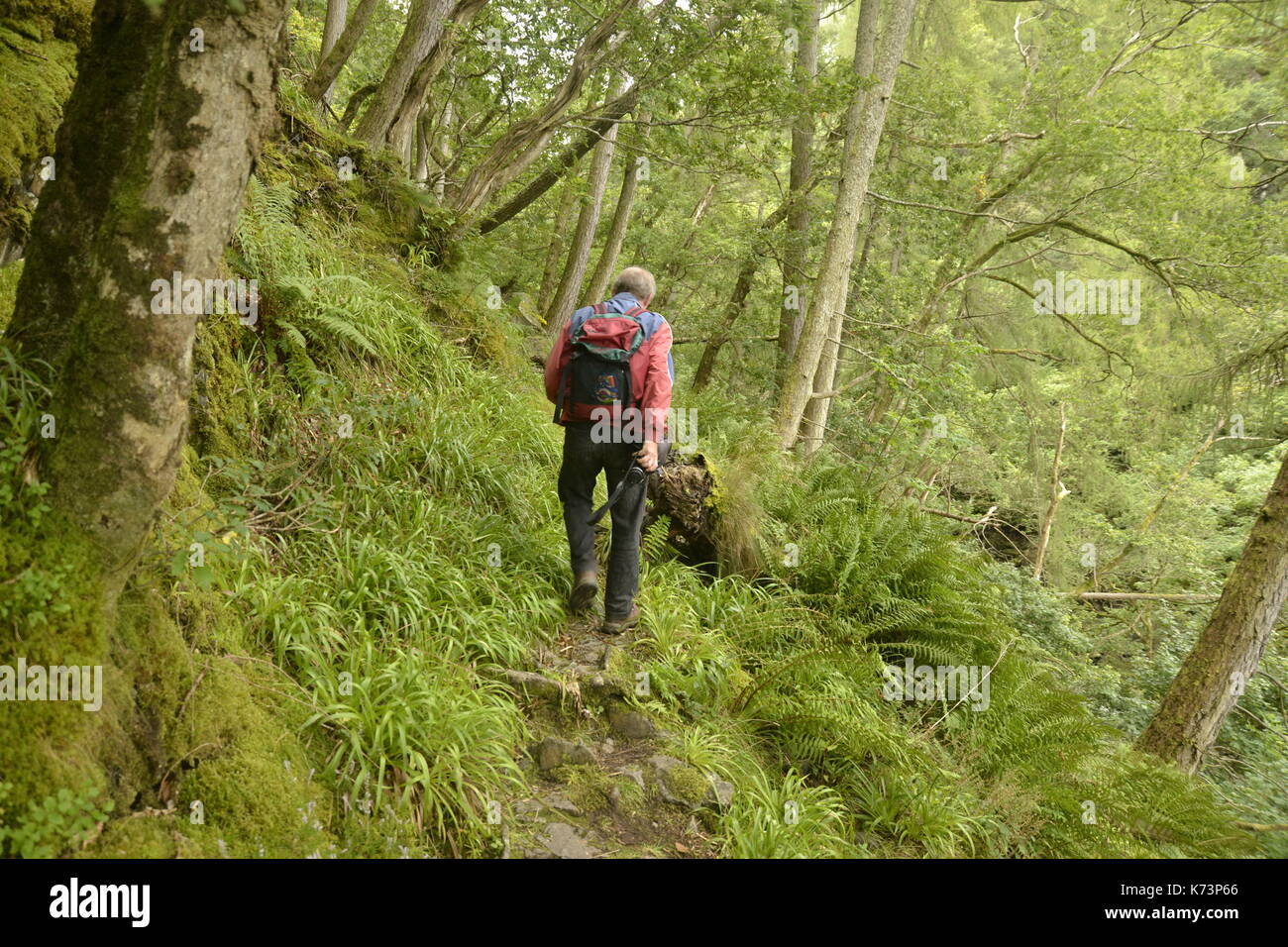 Hombre caminando a través del bosque empinado al lado de Derwentwater en el Lake District, RU Foto de stock
