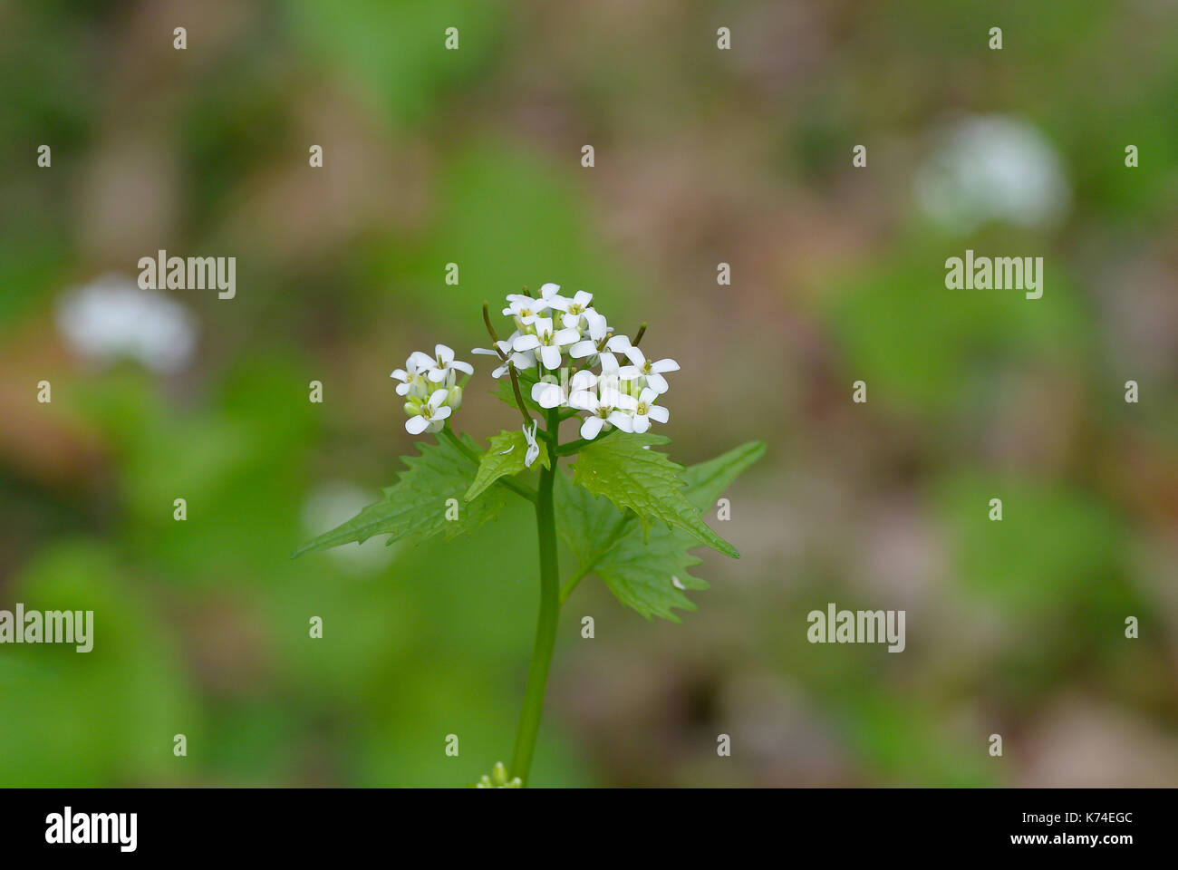 Cerca de la mostaza silvestre (invasora alliaria petiolata) que florece en primavera Foto de stock