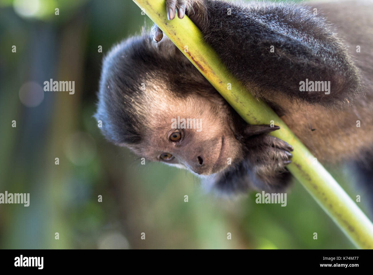 Todo el Brasil es posible encontrar el mono capuchino, viven de norte a sur cross-country, en portugués que llamado macaco prego. Foto de stock