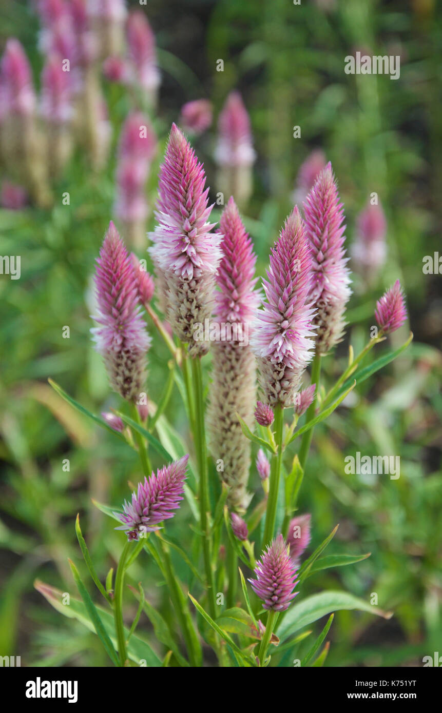 celosia argentea