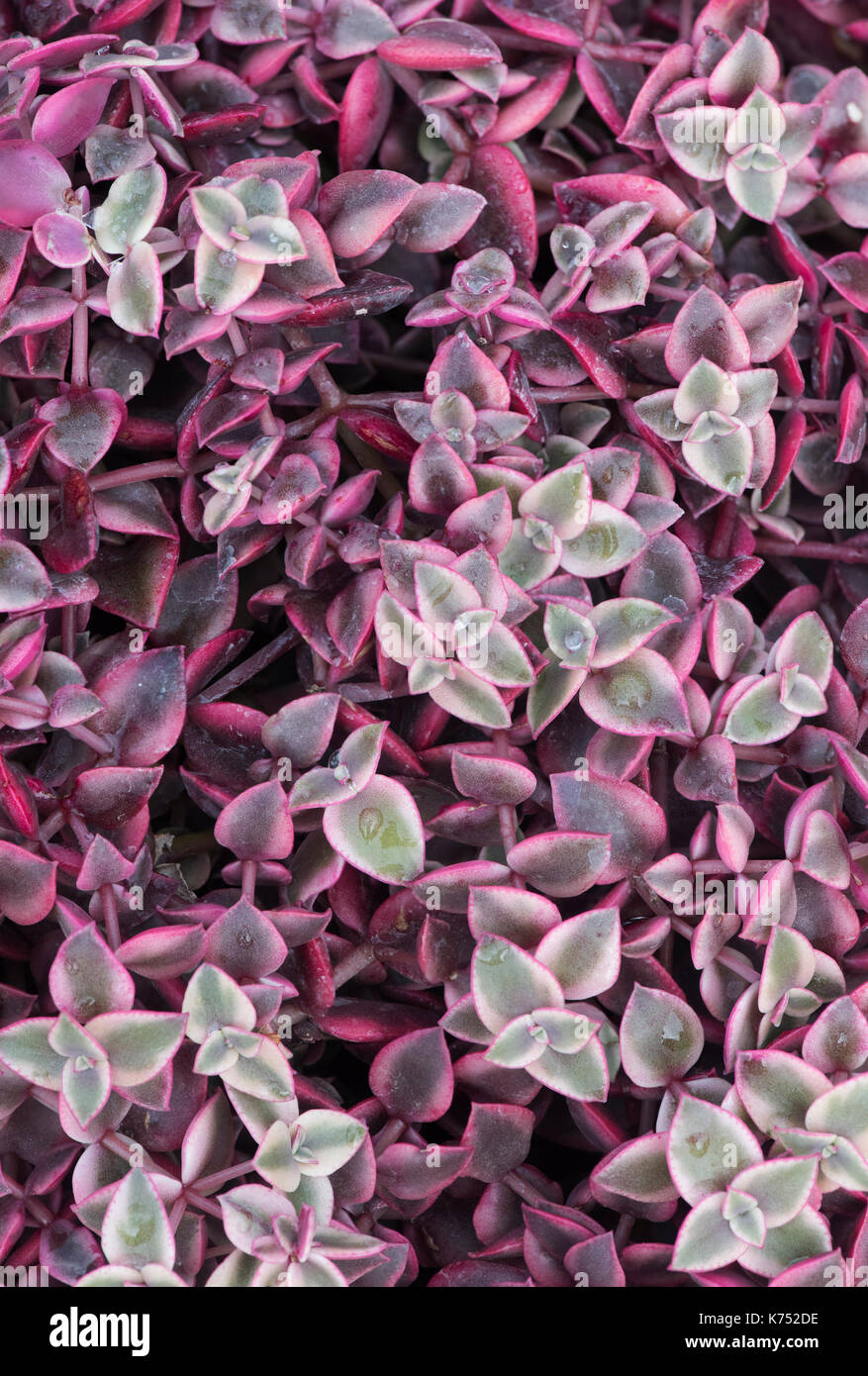 Crassula marginata variegata hojas de planta patrón Foto de stock