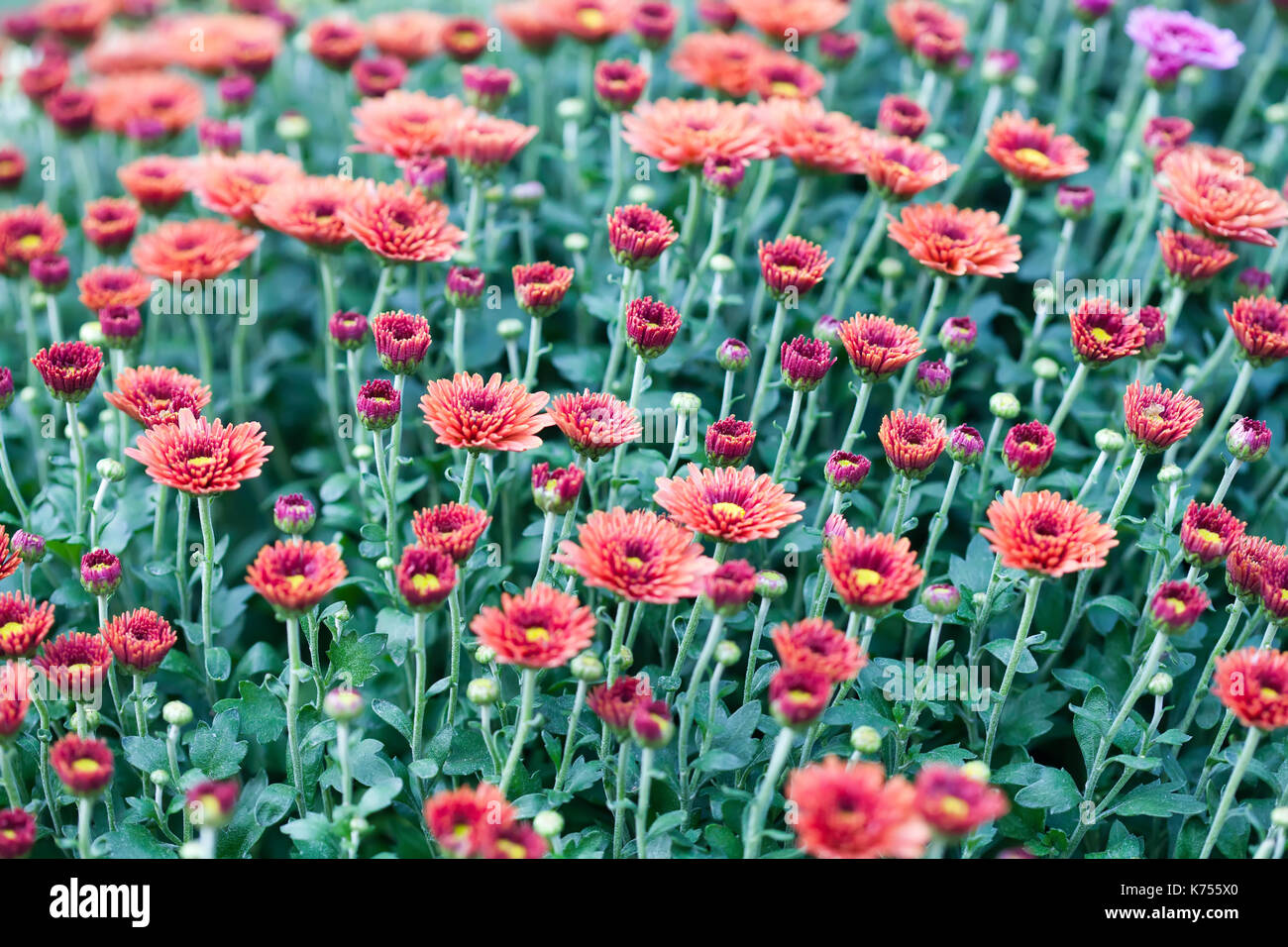 Campo de flores de crisantemo Rojo fondo. Bodegón con flores coloridas  mamás. El enfoque selectivo foto Fotografía de stock - Alamy