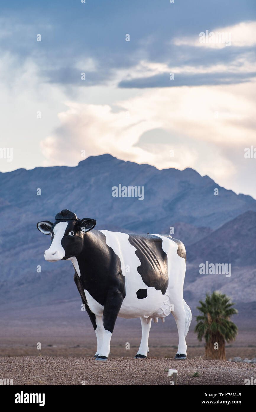 Los grandes bovinos del desierto, en el valle de Armagosa, Nevada, cerca de la línea del estado de California y el Valle de la muerte Junction Foto de stock