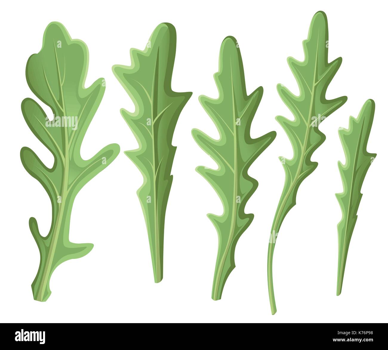 Conjunto de rúcula rúcula, ensalada de rúcula frescas hojas verdes y esboza aislados sobre fondo blanco. vector ilustración dibujada a mano y la página web. Ilustración del Vector