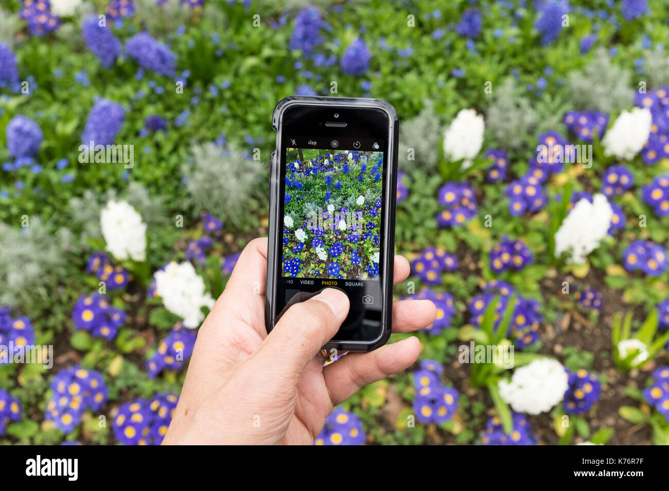 Un hombre toma de fotografía de Hyacynth (Asparagaceae, Scilloideae) y polyanthus (Crescendo tonos azules) con un iPhone smartphone SE Foto de stock