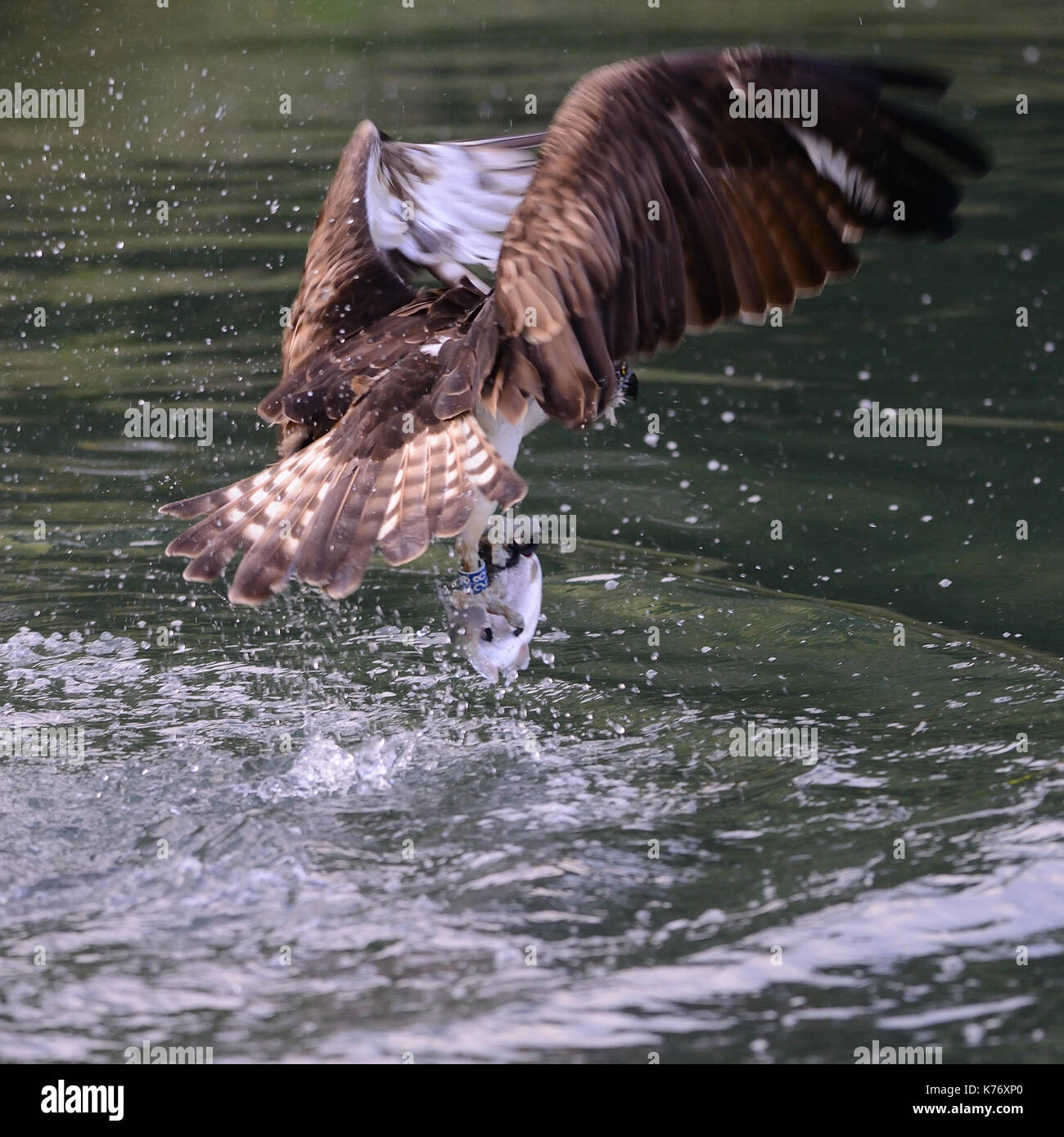 Osprey con captura de despegar en river gwash cuerno mill criadero de truchas photographic ocultar/Rutland rutland water/Inglaterra/uk/islas británicas Foto de stock