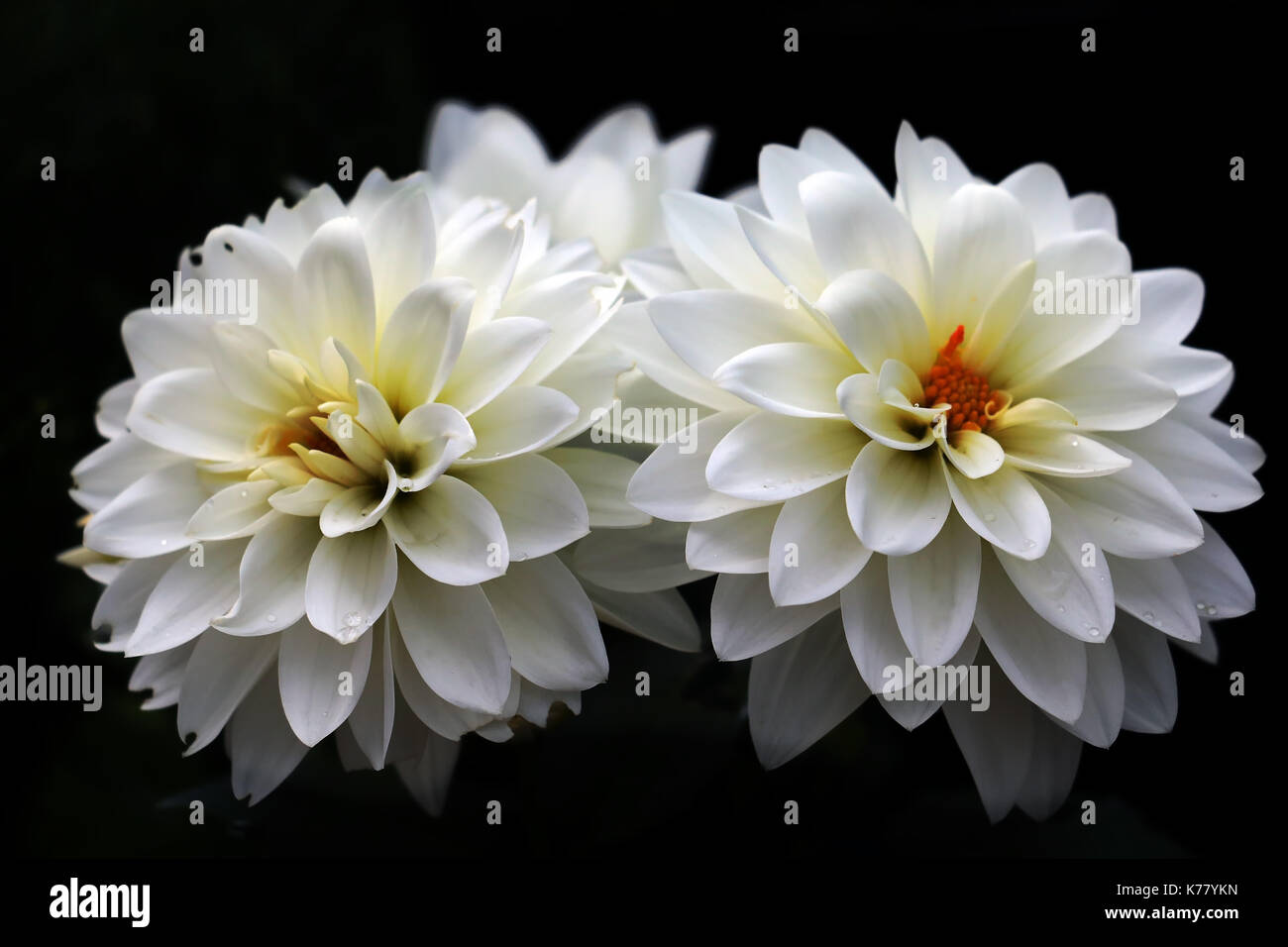 Dalias blanco agrupado junto con fondo negro y las gotitas de agua