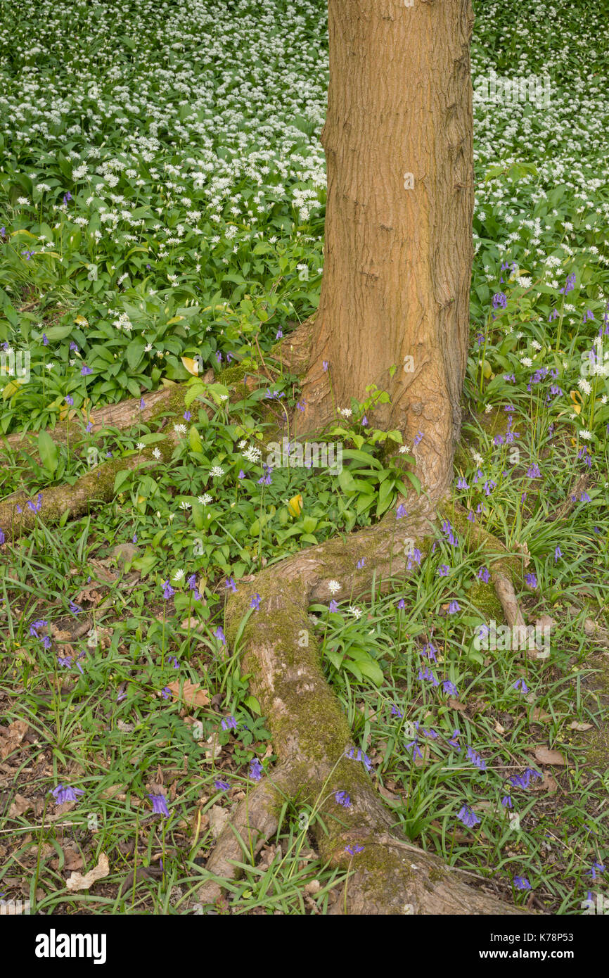 Bluebell común (Hyacinthoides non-scripta) y Ramsons (Allium ursinum) común de crecer alrededor de avellano (Corylus avellana) en bosques, hábitat Hetchell Foto de stock