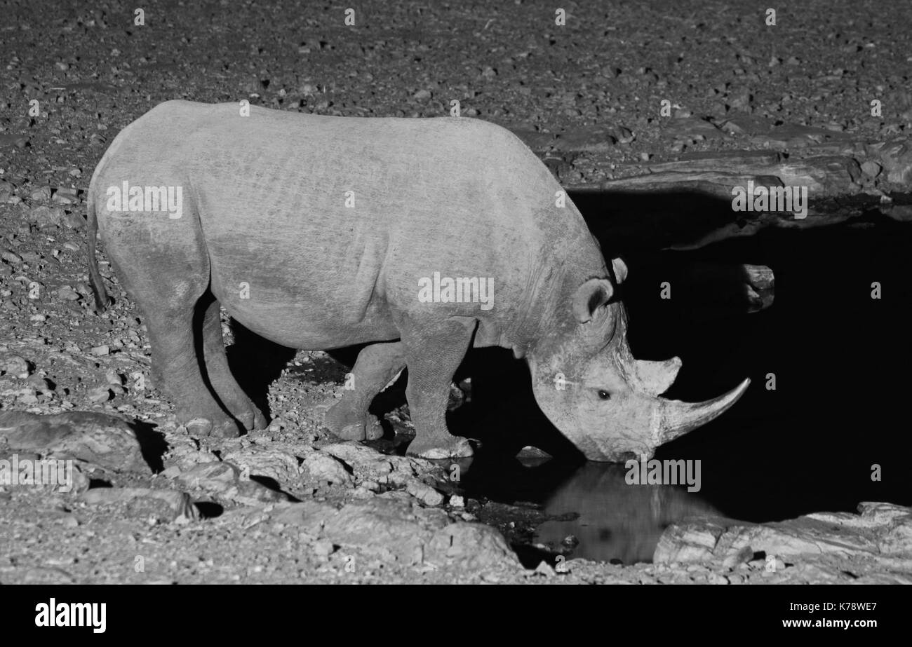 Un macho de rinoceronte negro toma una bebida del moringa waterhole en el parque nacional de Etosha, Namibia en la noche Foto de stock