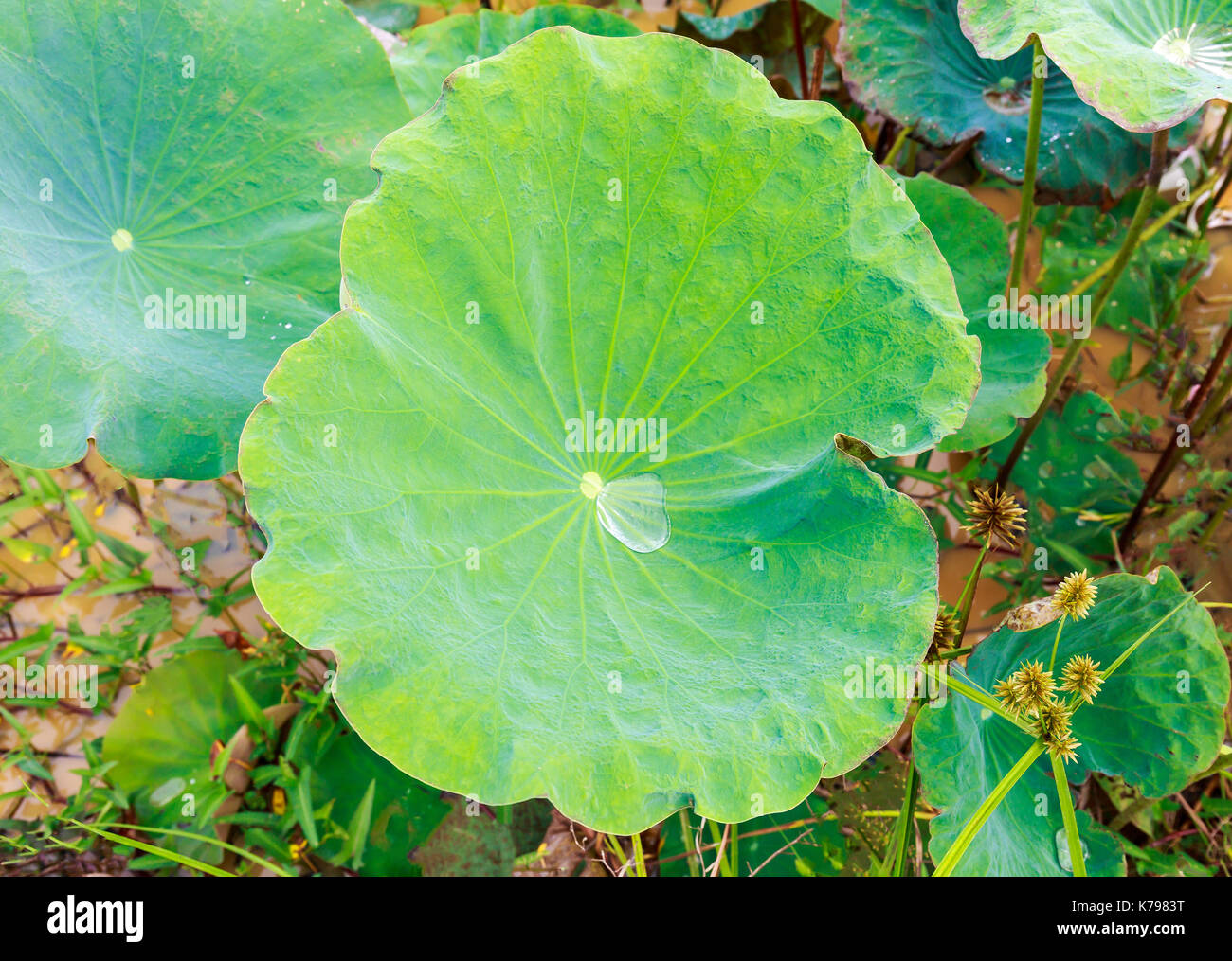 Gota de rocío en la mañana rodando en un verde lotus dejar. Foto de stock