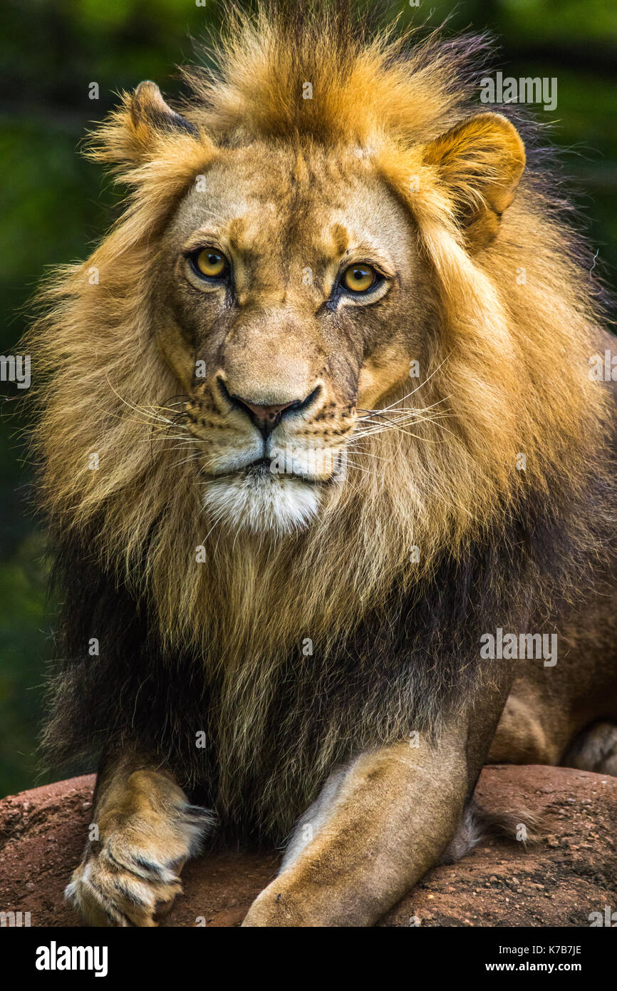 Foto vertical de un león tumbado sobre rocas mirando a la cámara con un fondo verde oscuro Foto de stock