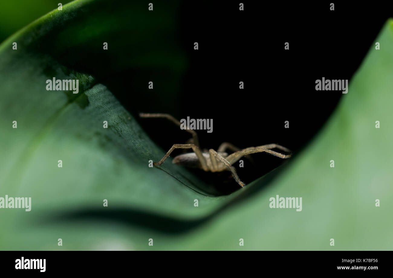 Una araña de rayas en blanco y negro que acechan en la sombra, dentro de una amplia hoja de una planta, a la espera de su presa. Vista lateral shot, Malta Foto de stock