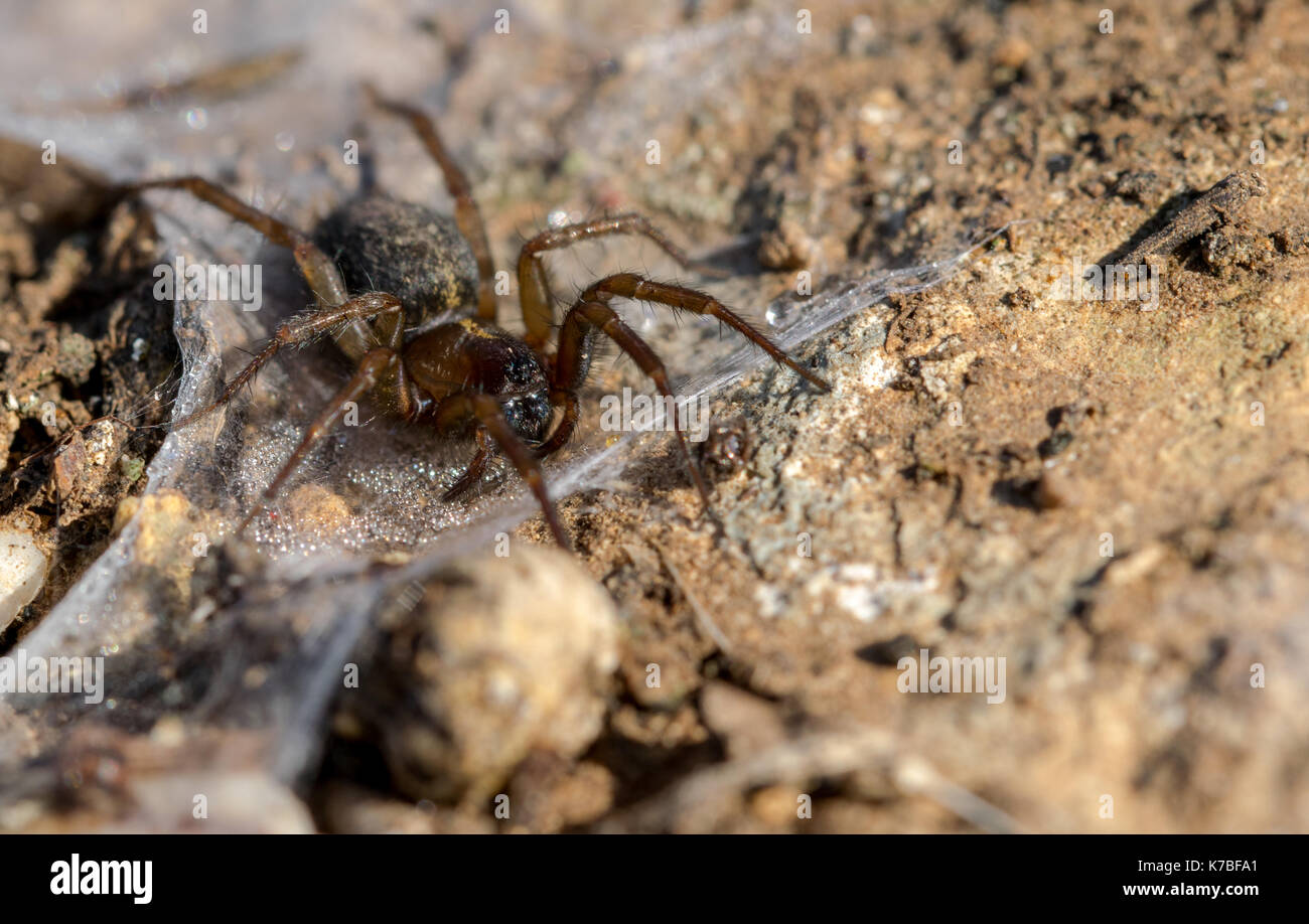 Una araña marrón esperando presa palmeados en su nido en el suelo. Encontrada en la campiña maltesa. Malta Foto de stock