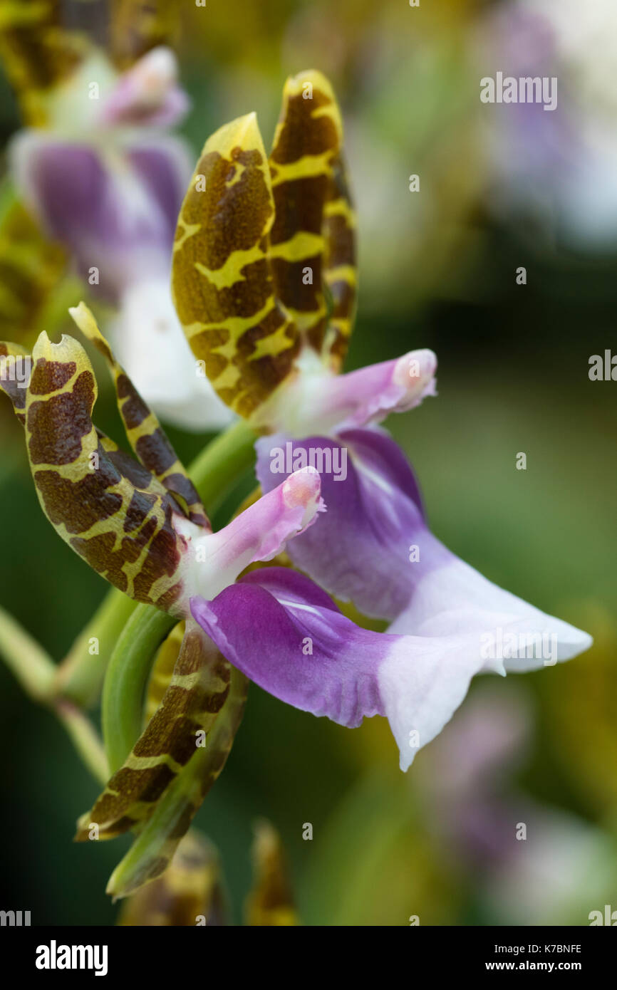 Las flores del frío, la creciente floración verano, orquídeas epifíticas Miltonioides laevis (Oncidium laeve) Foto de stock