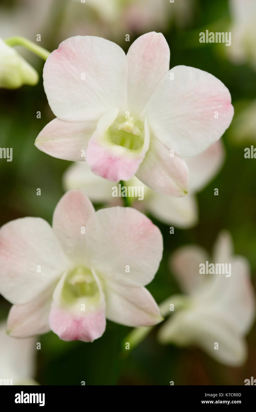 Rosa pálido de orquídeas dendrobium Foto de stock