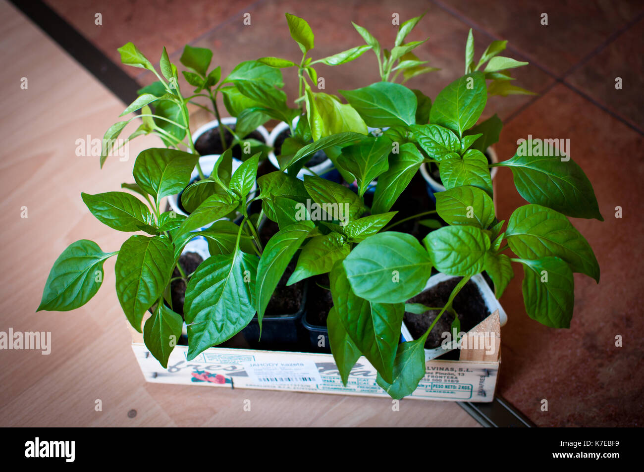 Hierbas y verduras plantes crecido en mi jardín. Foto de stock