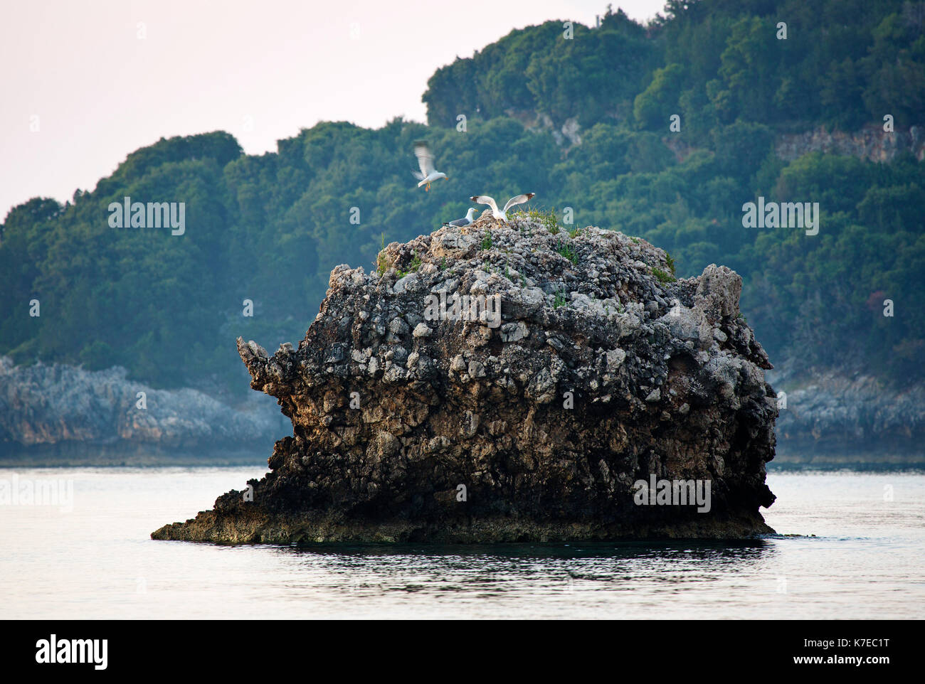 Nidificando en una roca en Limenia playa cerca de Poros,Kefalonia, Grecia Foto de stock