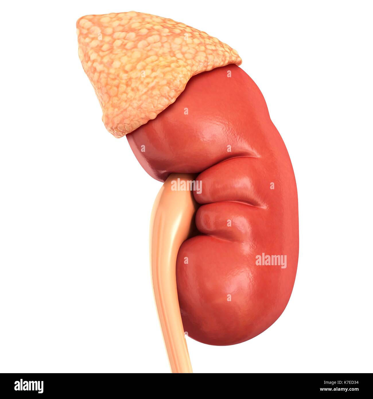 Pancreas y outlet suprarrenales