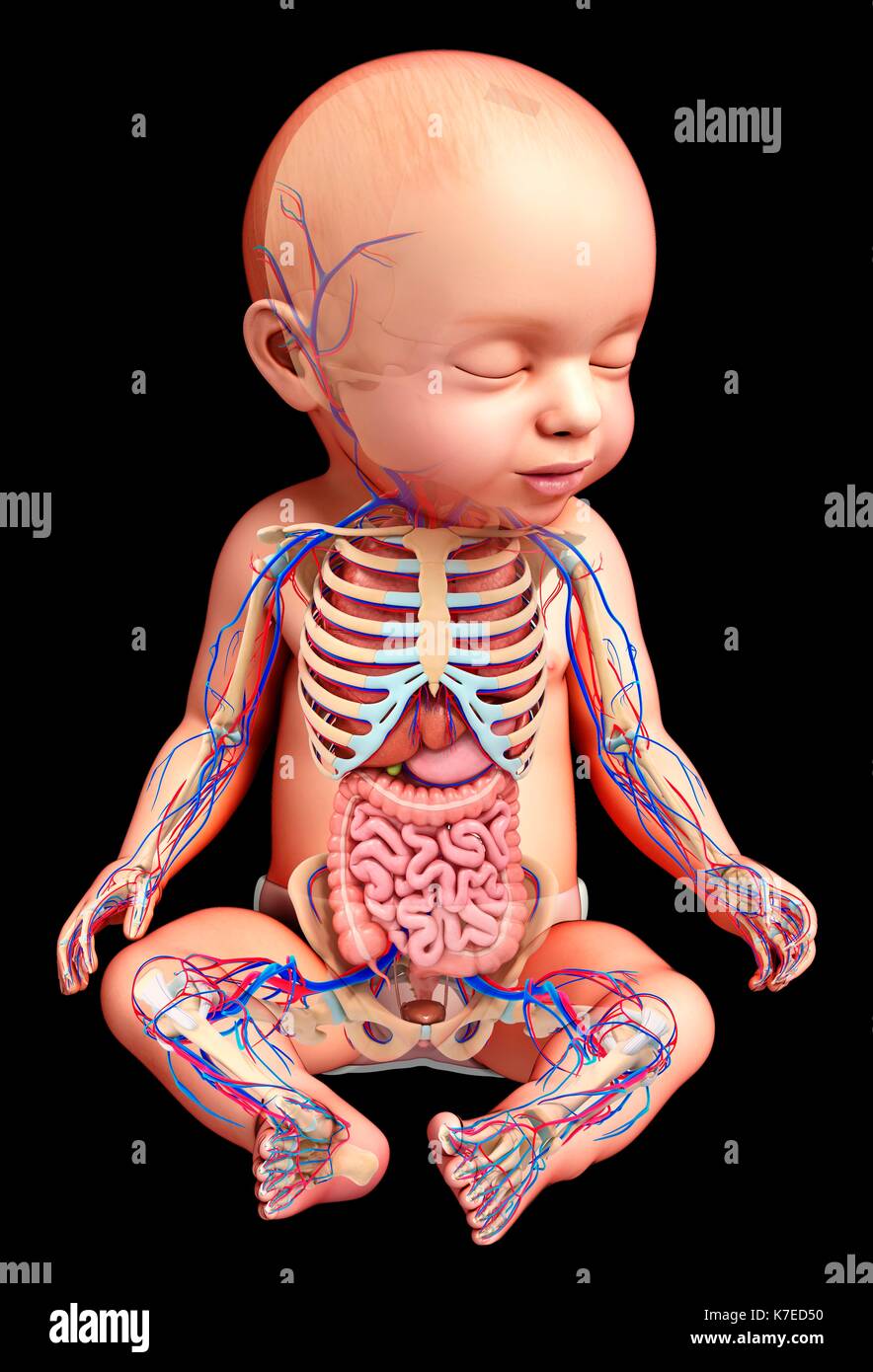 https://c8.alamy.com/compes/k7ed50/ilustracion-de-una-anatomia-del-bebe-k7ed50.jpg