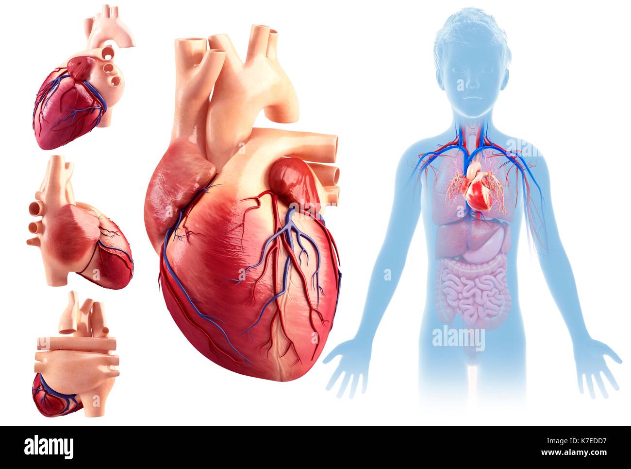 кровеносная система новорожденного. сердце детей разного возраста. объем сердца взрослого человека составляет. сердце в детских руках. сердечно сосудистая система ребенка дошкольного возраста.
