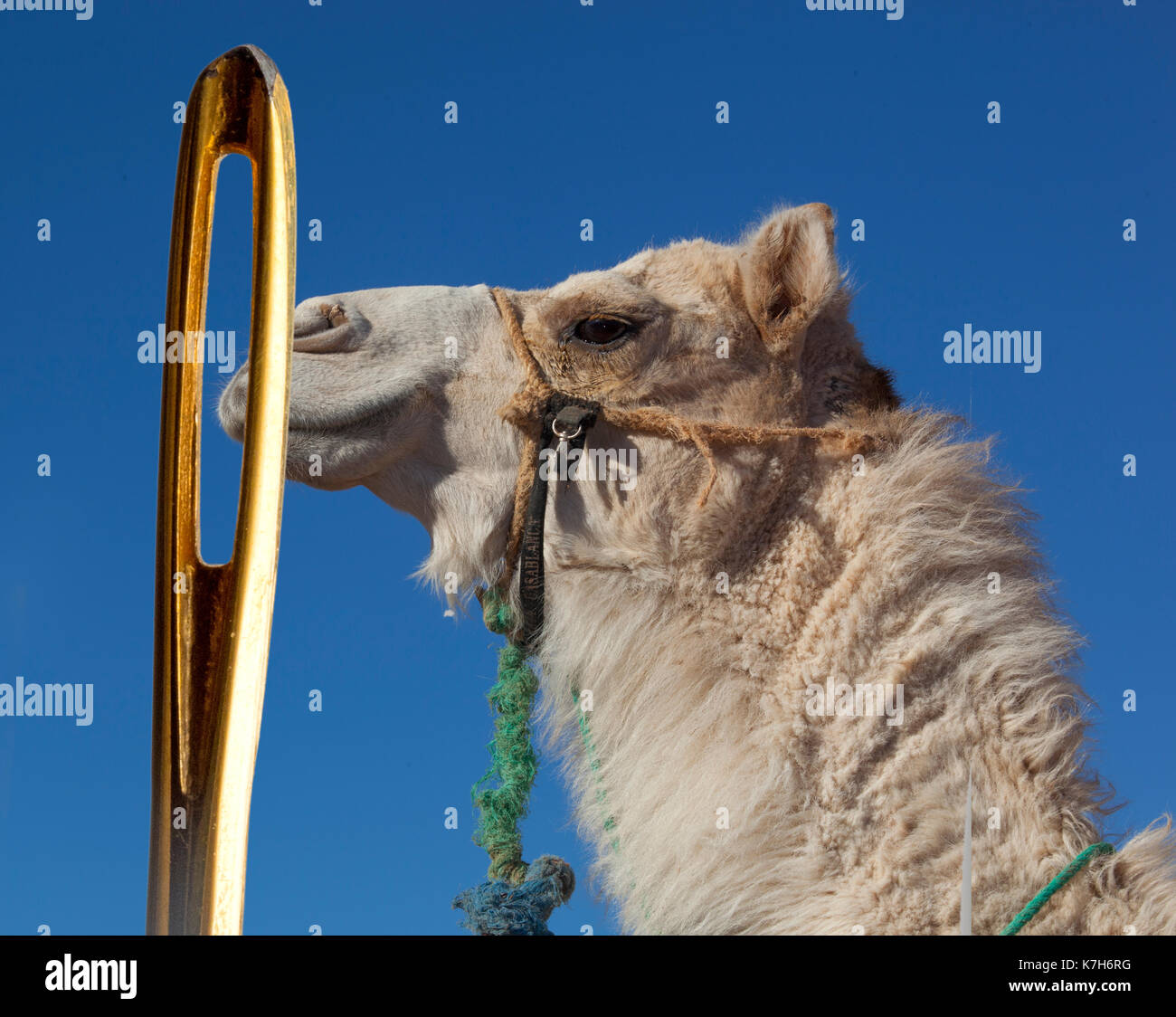 Camello y el ojo de una aguja una historia bíblica ( combinación de dos  imágenes Fotografía de stock - Alamy