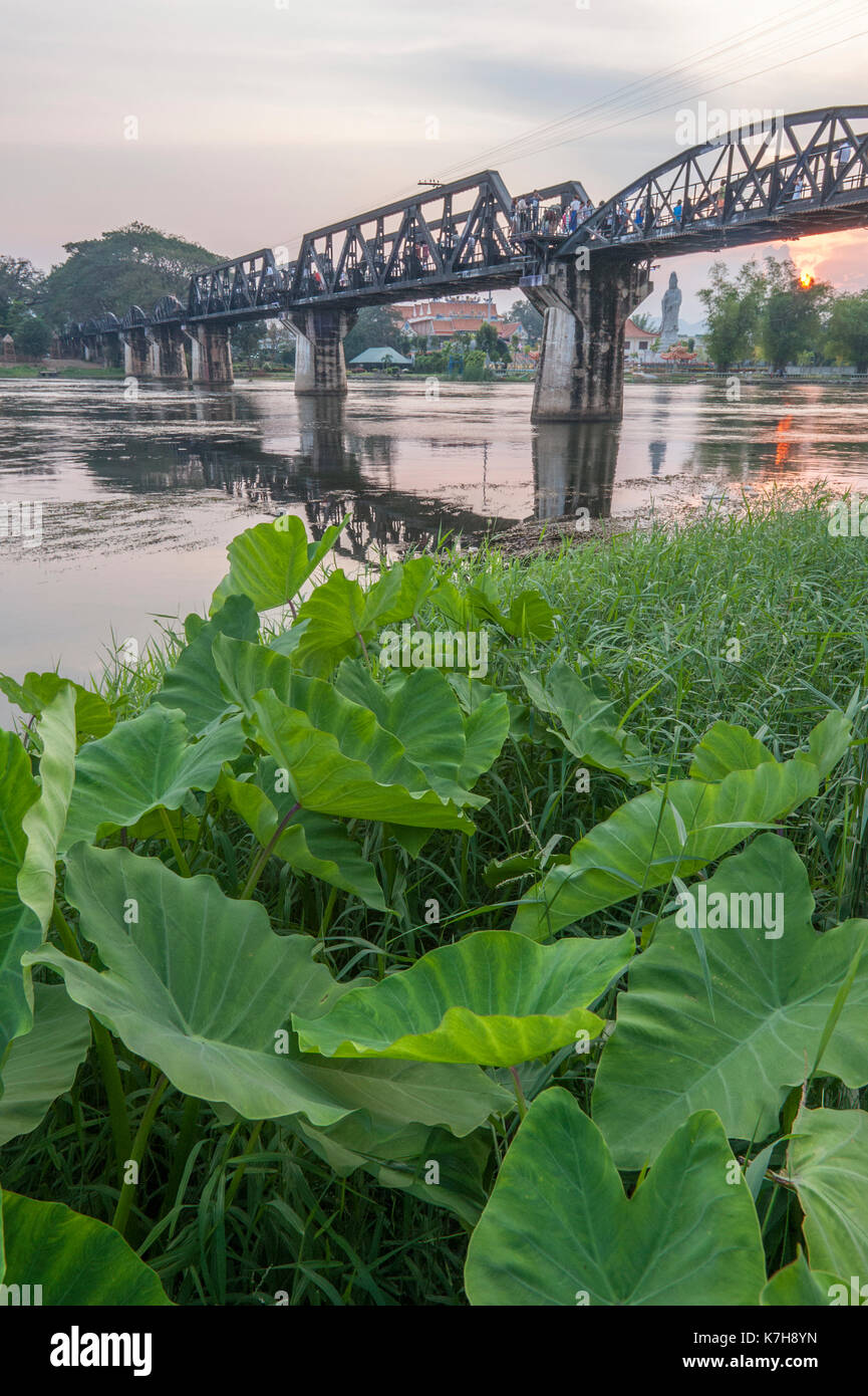 Puente del Río Kwai al atardecer con plantas de Taro. Kanchanaburi, Tailandia Foto de stock