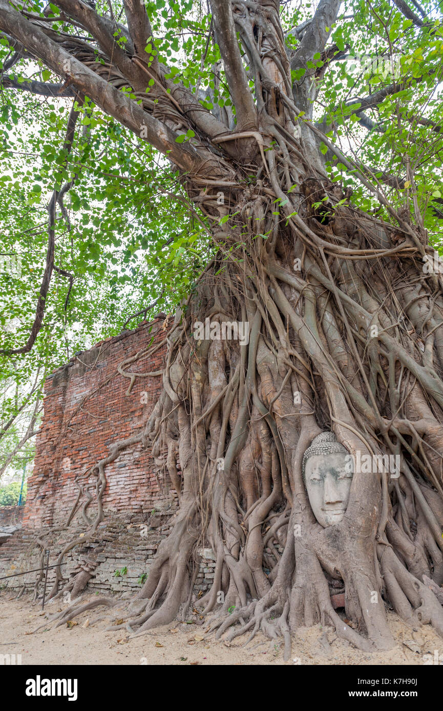 Las raíces de la higuera de Strangler rodean la cabeza de la estatua del Buda. Wat Mahathat (Templo de la Gran reliquia), Ayutthaya, Tailandia. Foto de stock