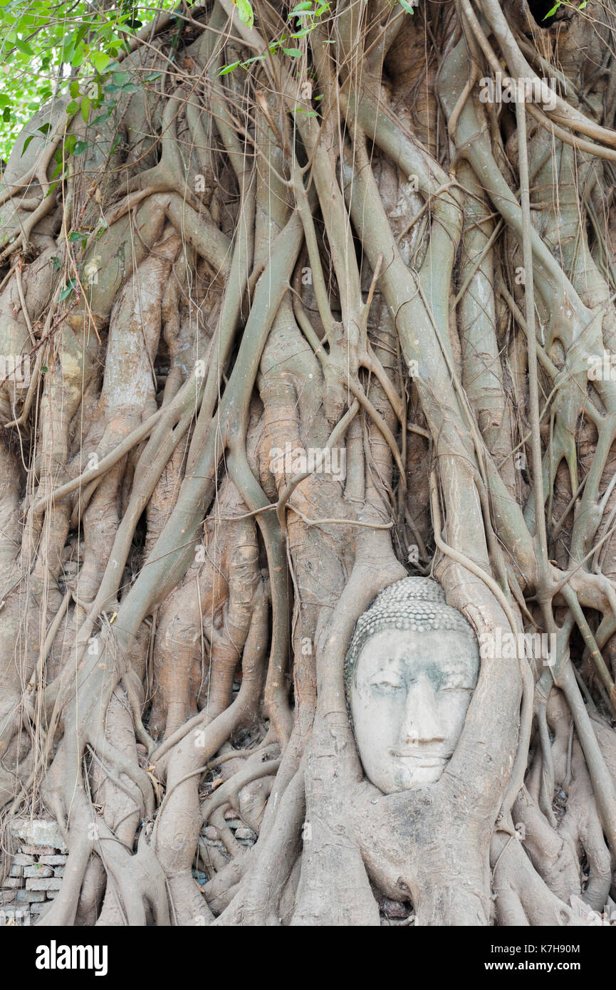 Las raíces de la higuera de Strangler rodean la cabeza de la estatua del Buda. Wat Mahathat (Templo de la Gran reliquia), Ayutthaya, Tailandia. Foto de stock