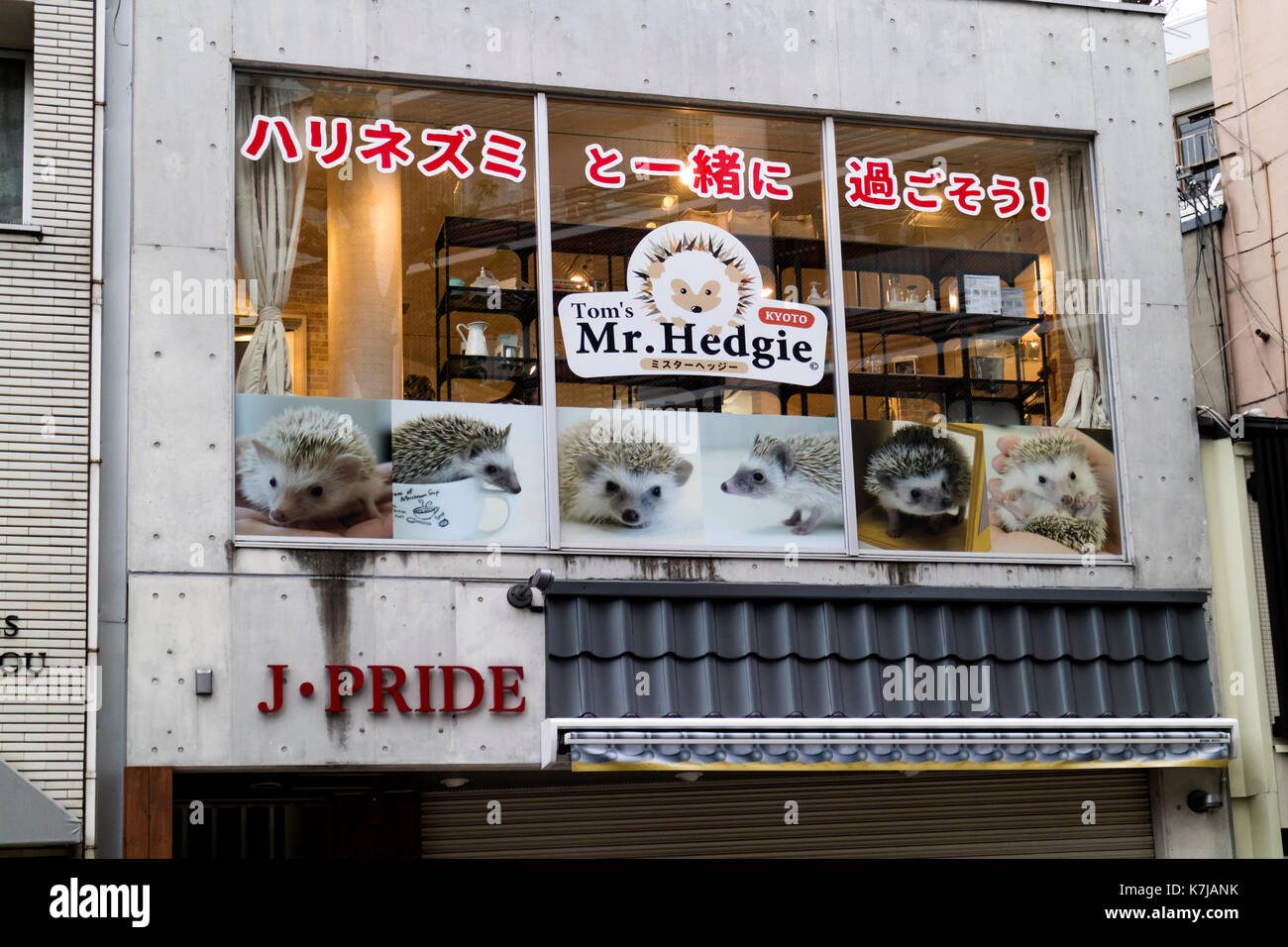Kyoto, Japón - 16 de mayo de 2017: promoción de un erizo moda-café temático llamado mr. hedgie Foto de stock