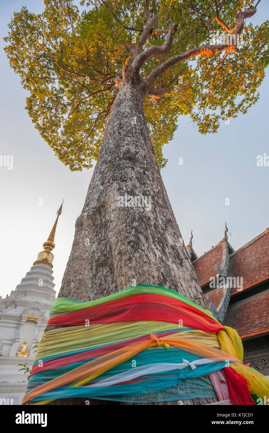 Mighty tall Spirit Tree en Wat Chedi Luang templo en Chiang Mai, Tailandia Foto de stock