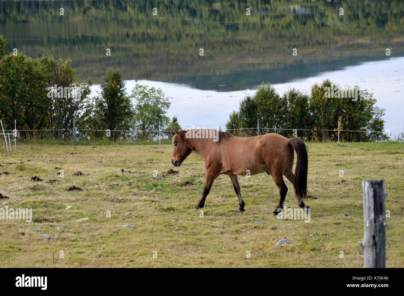 Bellos caballos marrón claro sobre verde exuberante pastos de verano Foto de stock