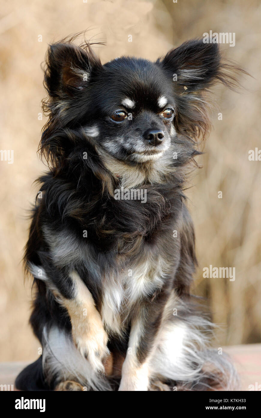 Lindo perrito, un chihuahua de pelo largo, negro, marrón y caramelo pelaje largo Foto de stock