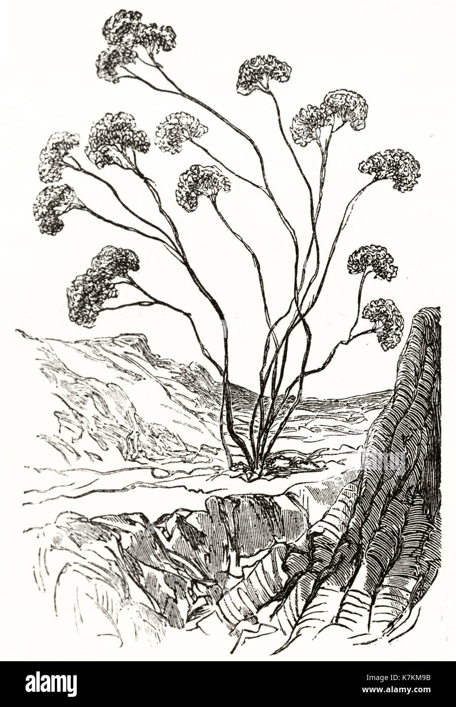 Ilustración antigua de Heliotropium arborescens. Por Riou, publ. en le Tour du Monde, París, 1862 Foto de stock