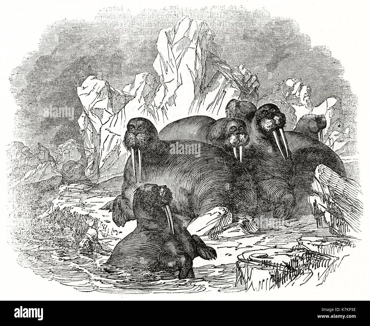 Ilustración antigua de morsas (Odobenus rosmarus). Por autor no identificado, Publ. de la Penny Magazine, Londres, 1837 Foto de stock