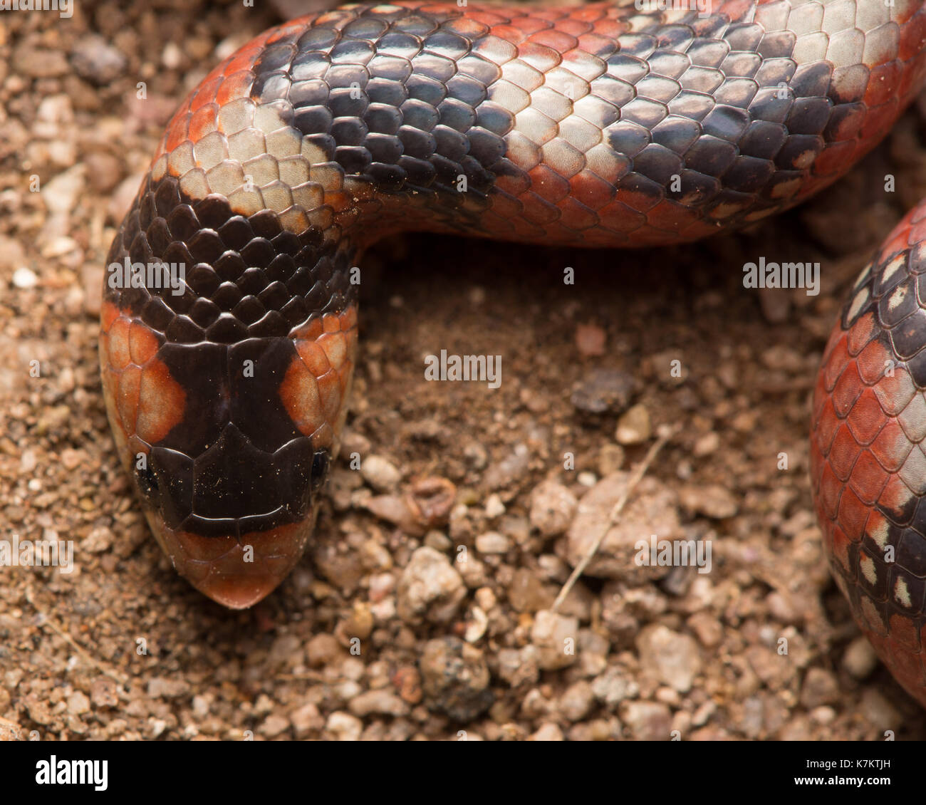 Tornfriega serpiente de nariz de gancho (Gyalopion quadrangulare) de Sonora, México. Foto de stock