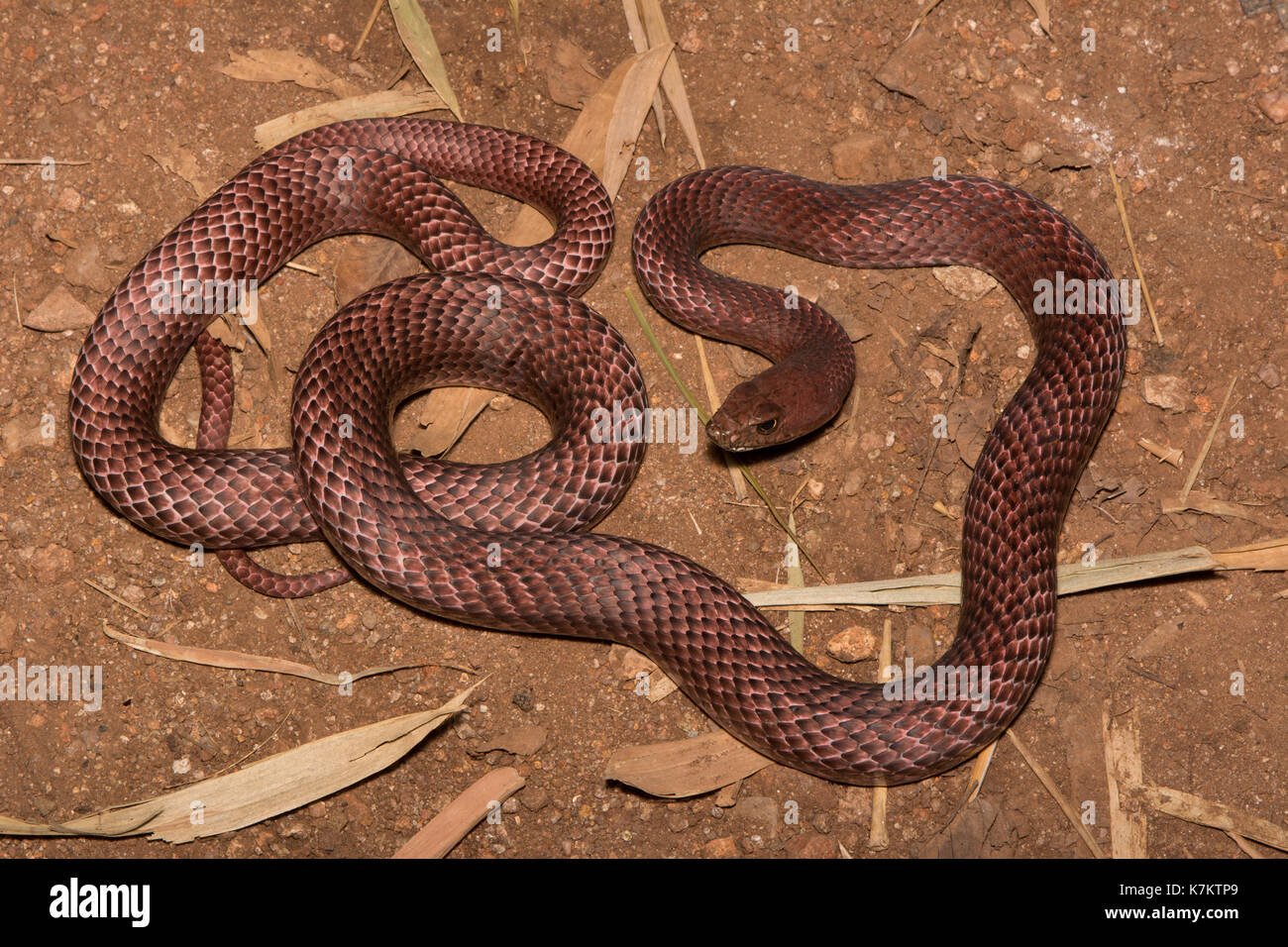 Sonoran Coachwhip (Coluber flagellum cingulum) de Sonora, México. Foto de stock